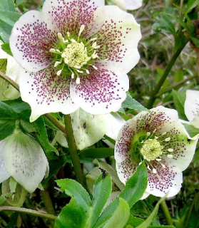Helleborus orientalis 'Pretty Ellen white spotted'